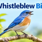 Whistleblew Bird